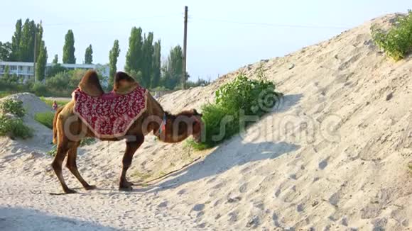 有趣的骆驼嚼草视频的预览图