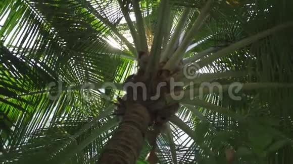 棕榈树阳光透过树叶照耀阳光透过棕榈树的叶子照耀着视频的预览图