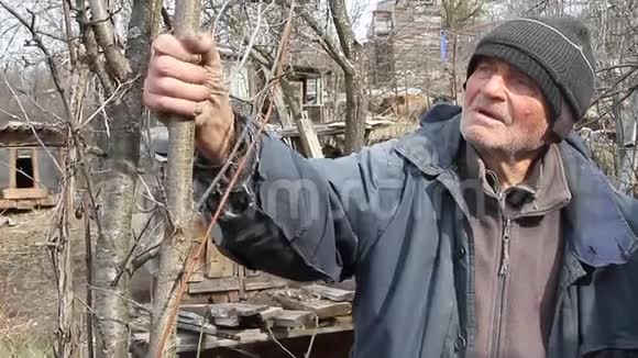 一个非常老的人在春天检查花园里的树木然后开花移除额外的枝条为新的季节做准备视频的预览图