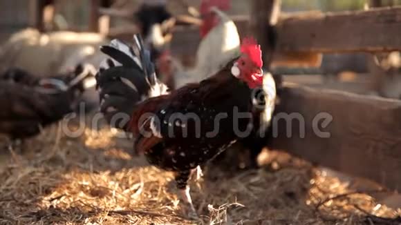 公鸡和鸡在农场里走来走去视频的预览图