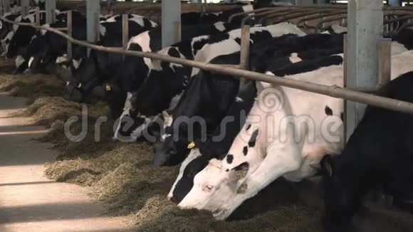 奶牛在牛奶场喂食视频的预览图