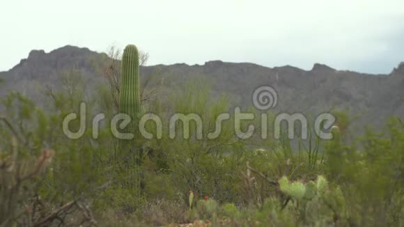 沙漠和山地的Cacti视频的预览图