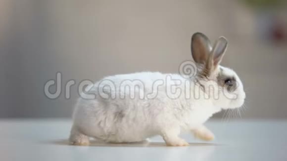 可爱的毛茸茸的兔子在桌子上移动驯养动物生态护理宠物视频的预览图