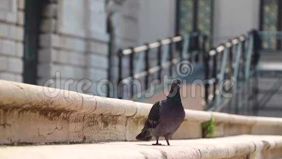 大城市的石阶上的灰鸽子视频的预览图