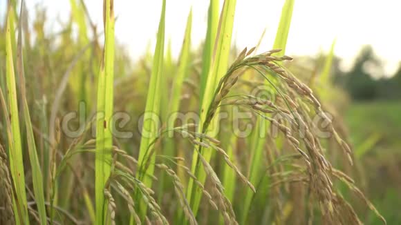 已经成熟的水稻种子视频的预览图