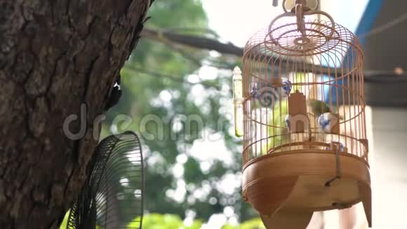 在越南河内首都旧城区的街道上出售笼中的笼中鸣禽视频的预览图