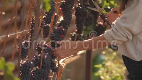 年轻女子在葡萄园采摘葡萄时在一个阳光明媚的秋日视频的预览图