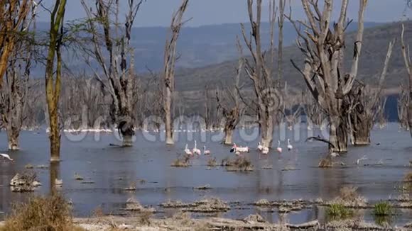 在Nakuru湖中的一只粉红火烈鸟群视频的预览图