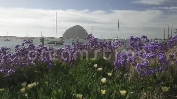 莫罗湾州立公园和美丽的花朵视频的预览图