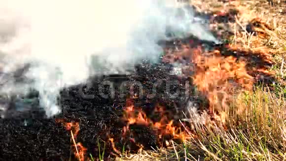 燃烧着野火中的灰烬视频的预览图
