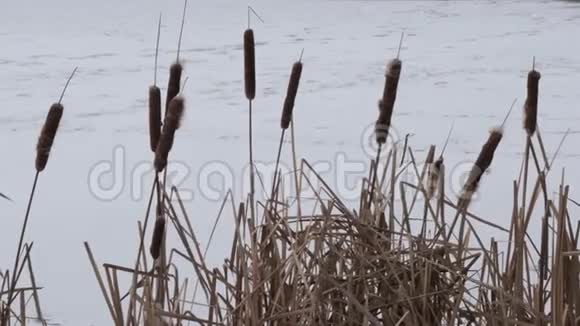 冬季冻库边干芦苇视频的预览图