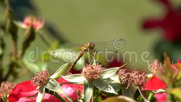蜻蜓的昆虫坐在一朵花上宏观镜头视频的预览图