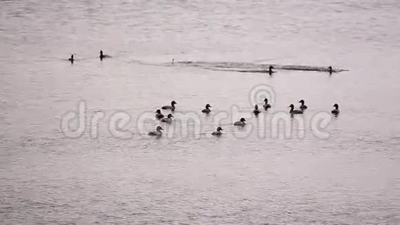 鸭子漂浮在湖面上视频的预览图