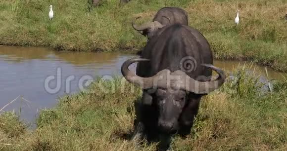 非洲水牛切角肯尼亚内罗毕公园水洞组实时视频的预览图