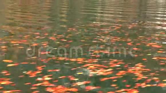 黄色落叶漂浮在湖面上视频的预览图