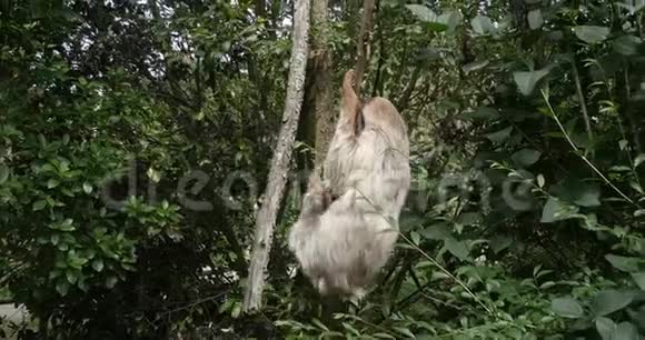 两个脚趾树懒双乳沟成人挂在树枝上移动实时视频的预览图