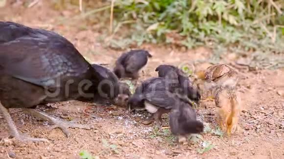 小鸡的家人关爱鸡雏鸡在草地上自由行走可爱的快乐视频的预览图