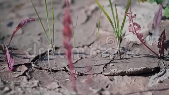 非常美丽的旱地和小植物计划使他们通过它视频的预览图