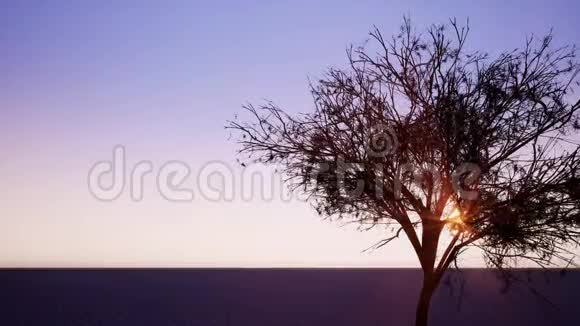 阳光透过树枝照出逼真的3镜头视频的预览图