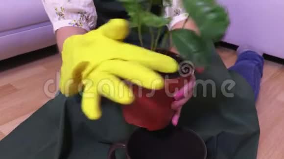 戴着黄色橡胶手套的女人从绿色植物叶子中清除灰尘视频的预览图