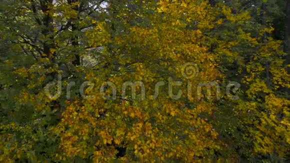 无人机射向一群美丽的黄绿色秋树并上升到空中景色视频的预览图