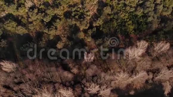 鸟瞰树林飞过树林飞过树梢在河上飞行卡扎拉德拉谢拉视频的预览图