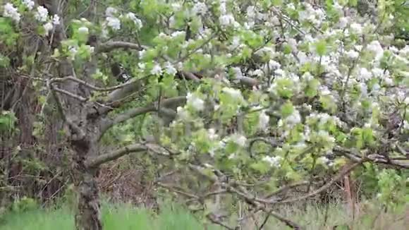 田野里的白色樱花视频的预览图