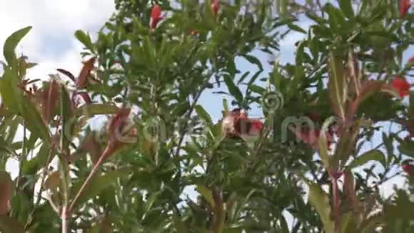 石榴树盛开风吹过嫩枝视频的预览图