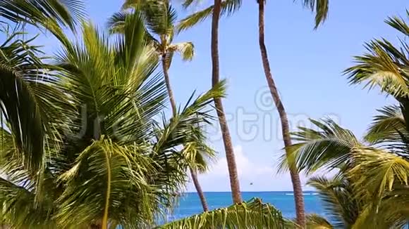 在热带岛屿的海洋背景上滚动椰子树视频的预览图