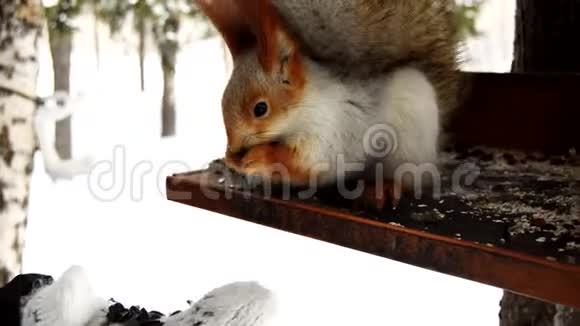 有着橙色耳朵的银色可爱的松鼠在冬天的木屋喂食器里吃坚果大风寒冷雪视频的预览图