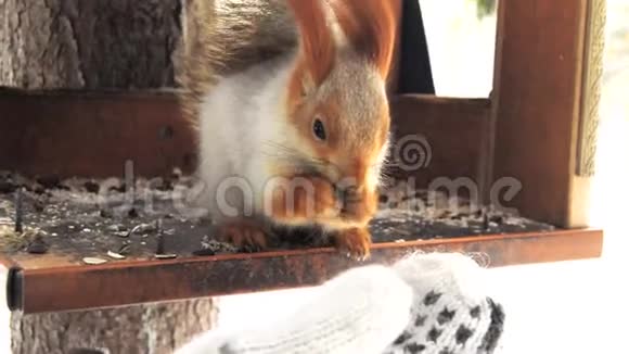 有着橙色耳朵的银色可爱的松鼠在冬天的木屋喂食器里吃坚果大风寒冷雪视频的预览图