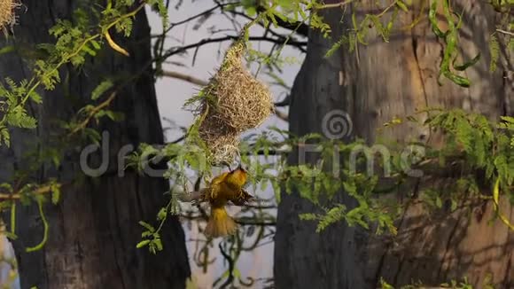 肯尼亚巴林戈湖小面具织女中间披毛雄立在巢上飞行中拍打翅膀视频的预览图
