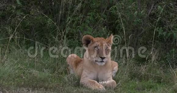 非洲狮子潘蒂拉狮子幼仔肯尼亚内罗毕公园实时视频的预览图