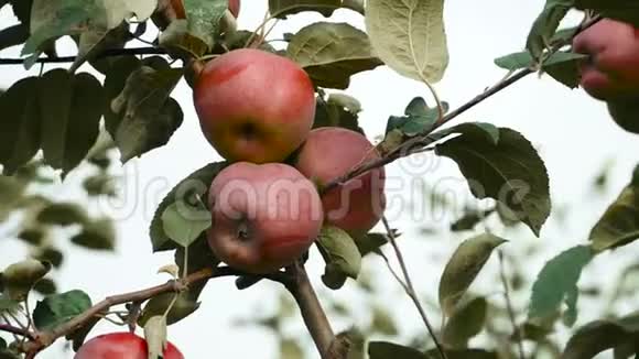 苹果树有红苹果视频的预览图