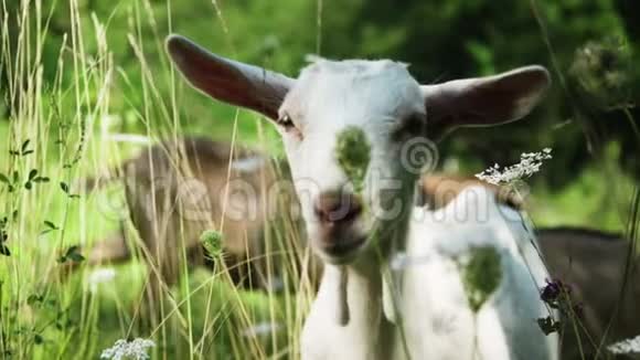 白山羊在田野上视频的预览图