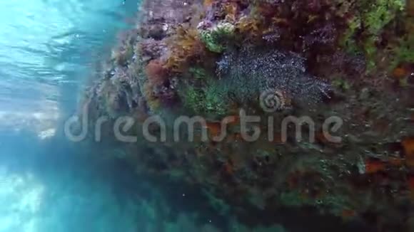 马耳他的橙色太阳珊瑚视频的预览图