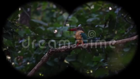 用双筒望远镜观察鹳嘴翠鸟观鸟野生动物园视频的预览图