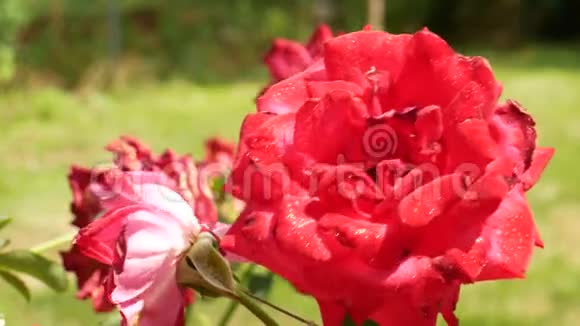 在花园里剪红玫瑰视频的预览图