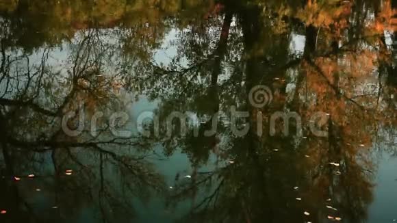 秋天的树叶漂浮在秋日的河流上视频的预览图