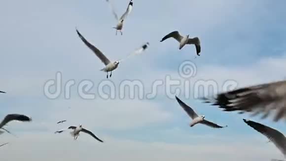 海鸥在头顶上飞行的慢动作视频的预览图