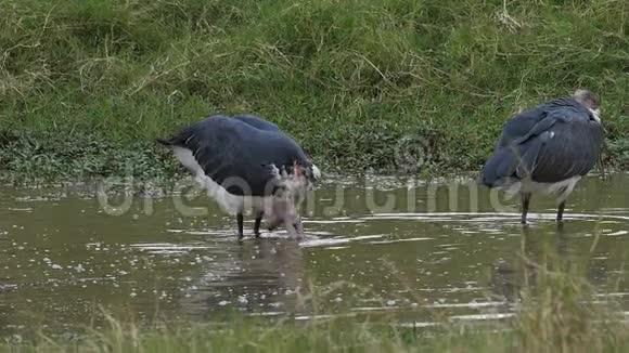 马拉布鹳钩端尾虫成群捕鱼在水洞马赛马拉公园在肯尼亚视频的预览图