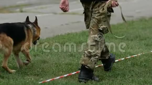 德国牧羊犬在犬只警察锦标赛上执行命令狗把棍子带给警察视频的预览图