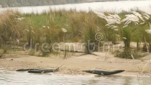 大型食鱼鳄鱼或食鱼鳄鱼放松在Rapti河海滩Chitwan国家公园尼泊尔抢劫视频的预览图