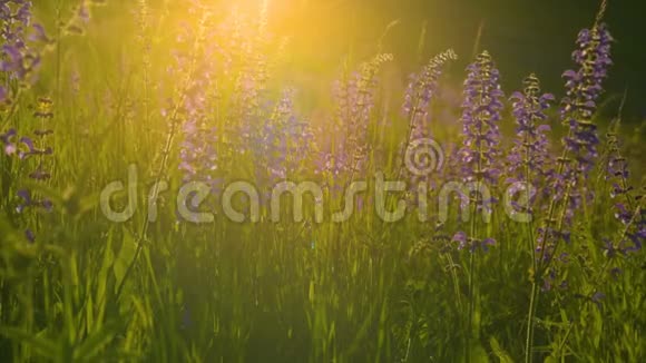 温暖的夏日阳光照耀着野草地视频的预览图