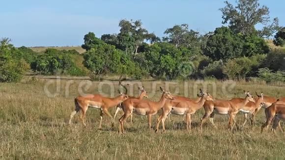 肯尼亚MasaiMara公园的ImpalaaepycerosMelampus男性和女性视频的预览图