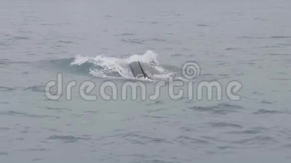 在山崖上的海水中游泳和潜水的虎鲸视频的预览图