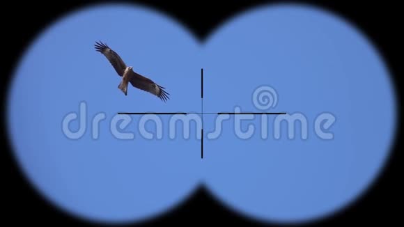 黑鸢鸟milvus通过望远镜在晴朗的蓝天中迁徙野生动物野生动物园观鸟视频的预览图