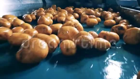 在食品工厂的工厂传送带上清理了许多土豆视频的预览图