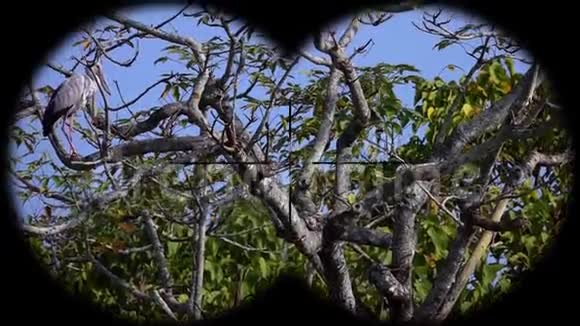 亚洲鸟的鸟群通过双筒望远镜看到观鸟野生动物园视频的预览图