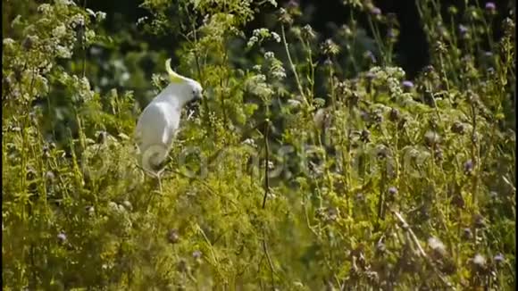 硫磺冠冠鹦鹉视频的预览图
